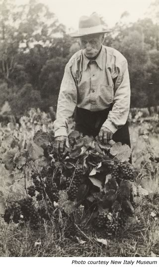 Giacomom Picolli and his grapes